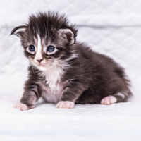 Cuccioli di Maine Coon