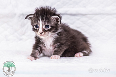 Cuccioli di Maine Coon