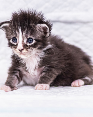 Cuccioli di Maine Coon