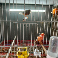 Canarini novelli 2025