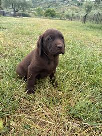 Cucciolo Labrador