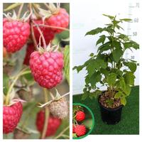 LAMPONI ROSSI RIFIORENTI HERITAGE 
GIA PRODUTTIVE 