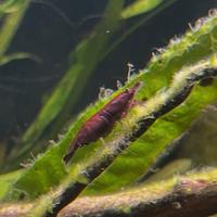 Gamberetti neocaridina