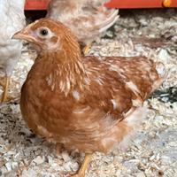 Galline ovaiole e pulcini