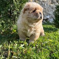 Chow chow miniatur