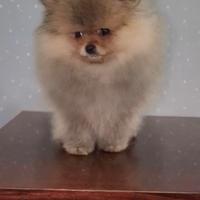 Pomerania ( spitz tedesco nano)