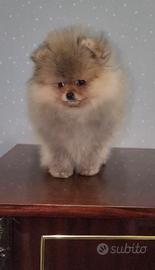 Pomerania ( spitz tedesco nano)