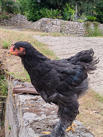 Polli di Brahma nero