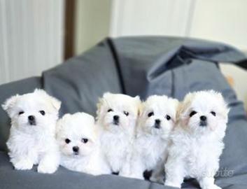 Cuccioli maltesini taglia Mini