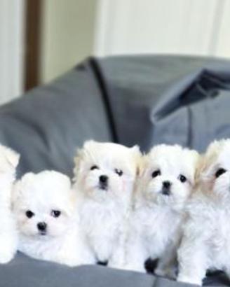 Cuccioli maltesini taglia Mini