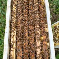 Sciami d'api svernanti