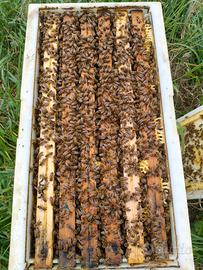 Sciami d'api svernanti