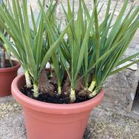 Tronchetto della felicità yucca