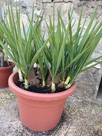 Tronchetto della felicità yucca