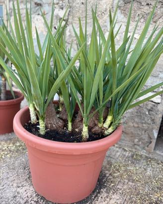 Tronchetto della felicità yucca