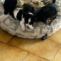 Cani di piccola taglia