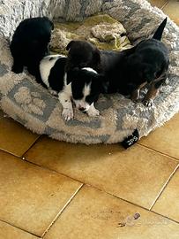 Cani di piccola taglia