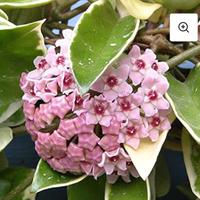 hoya pianta dai fiori di cera