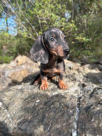 Bassotto tedesco nano e kaninchen