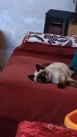 Gattini