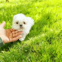 Maltese coreano femmine