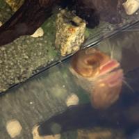 Lumache Planorbarius, Guppy adulti e avannotti