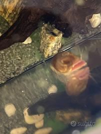 Lumache Planorbarius, Guppy adulti e avannotti