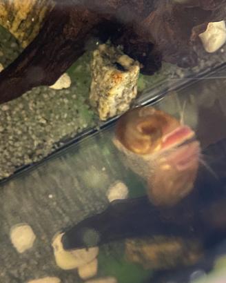 Lumache Planorbarius, Guppy adulti e avannotti