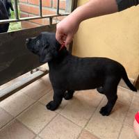 Labrador cuccioli
