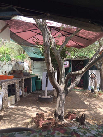 Terreno Agricolo oliveto