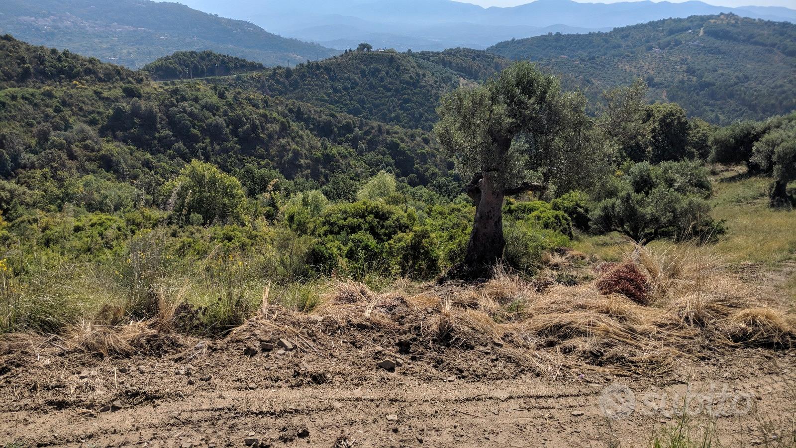 Terreno agricolo tra Casalvelino e Pollica - Vista 5