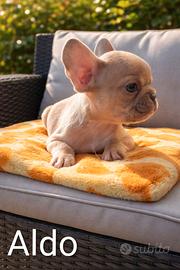 Cuccioli di Bulldog Francese Esotico