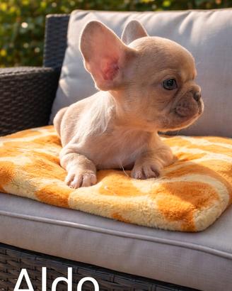 Cuccioli di Bulldog Francese Esotico