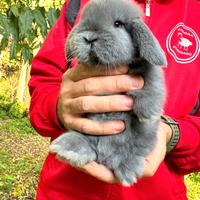 Conigli ariete nano cuccioli