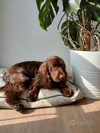 Cocker Spaniel Inglese color cioccolato per monta