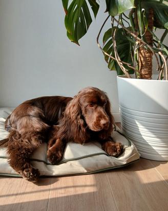 Cocker Spaniel Inglese color cioccolato per monta