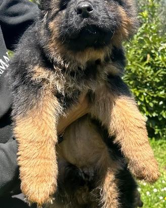 Cucciola di pastore tedesco