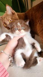 British shorthair maschio chocolate bicolor