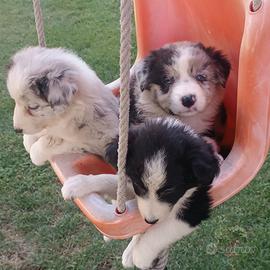 Cuccioli di Border collie