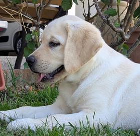 Labrador cuccioli gialli