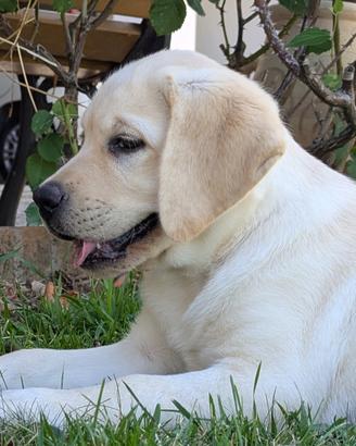 Labrador cuccioli gialli