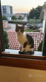 Gattina 1 anno