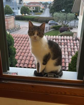 Gattina 1 anno