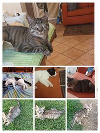 Gatti adulti e gattini piccoli