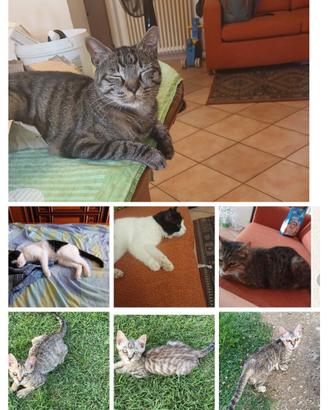 Gatti adulti e gattini piccoli