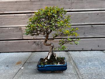 Bonsai di Olmo cinese Zelkova pre bonsai pianta