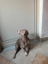 Bulldog per monta