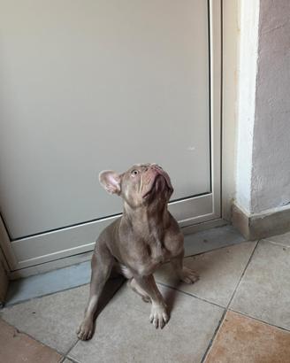 Bulldog per monta