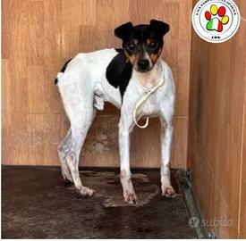 SNOW dolce Bodeguero