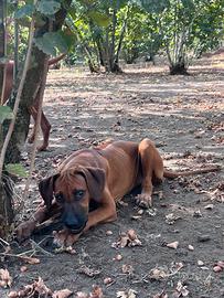 Ultima cucciola di Rhodesian Ridgeback disponibile